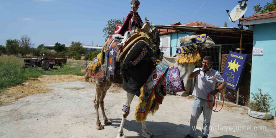 Milyonluk lüks araba ile değil milyonluk güreş devesi ile sünnet konvoyu