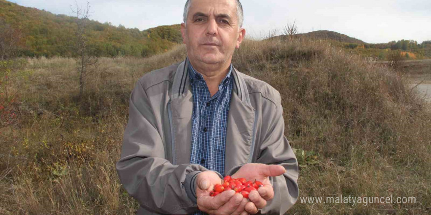 Minik şifa deposu, fazla tüketildiğinde zehir oluyor