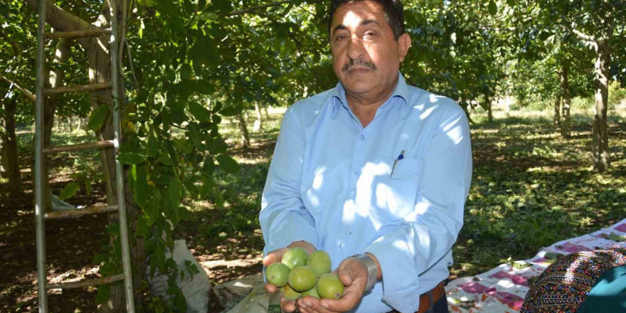 Modern tekniklerle toplanan Niksar cevizinde kalite zirveye taşındı