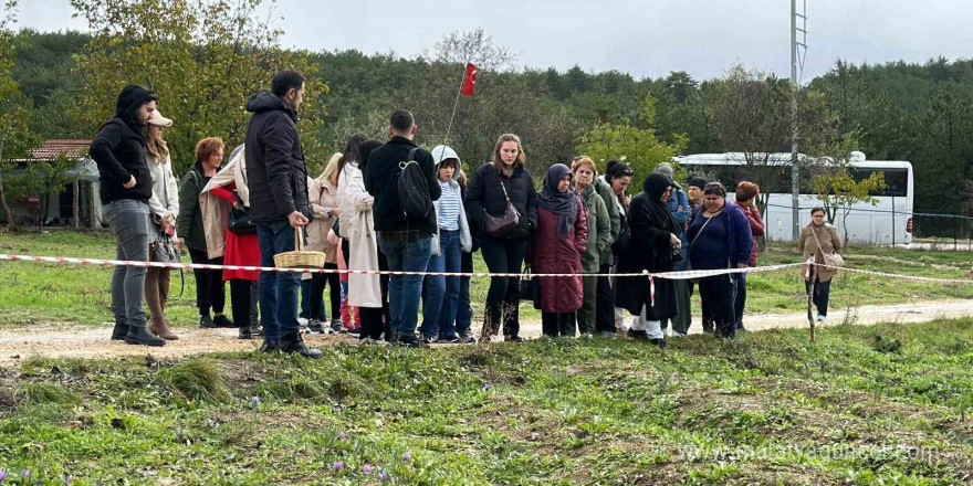 Mor yapraklı, kırmızı lifli safranı görmek için tarlalara akın ediyorlar