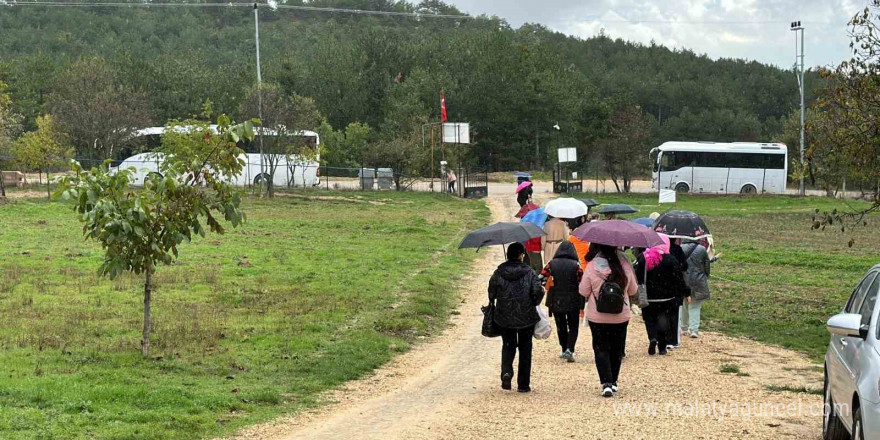 Mor yapraklı, kırmızı lifli safranı görmek için tarlalara akın ediyorlar