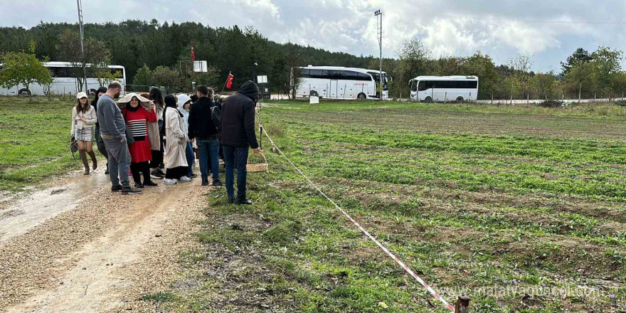 Mor yapraklı, kırmızı lifli safranı görmek için tarlalara akın ediyorlar