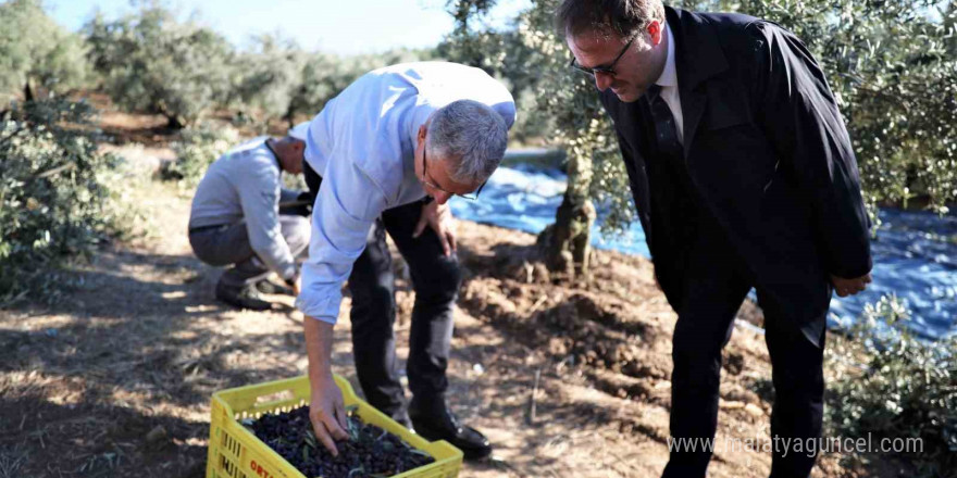 Mudanya Belediyesi zeytin üreticisinin yanında