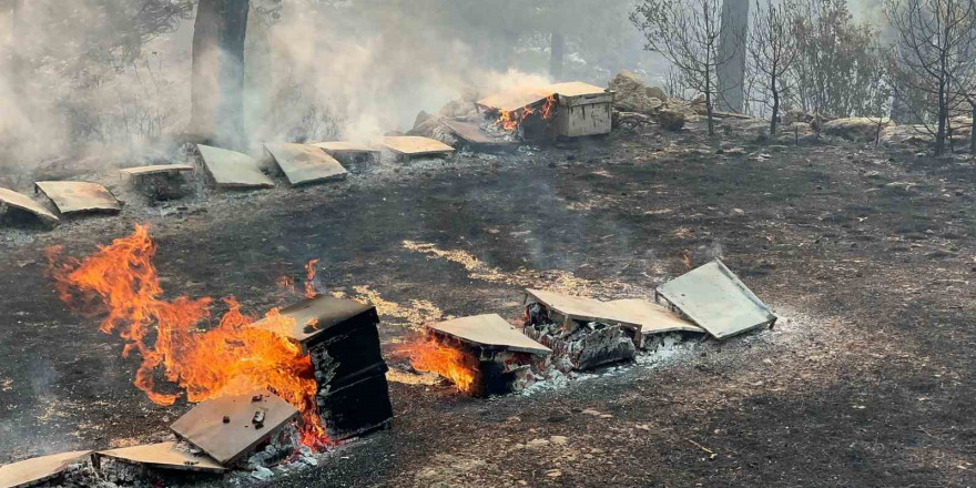 Muğla Büyükşehir’den yangından etkilenen arıcılara destek