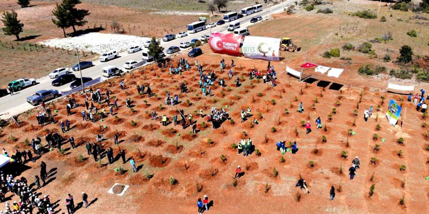 Muğla ve Aydın’da 50 bin fidan toprakla buluştu