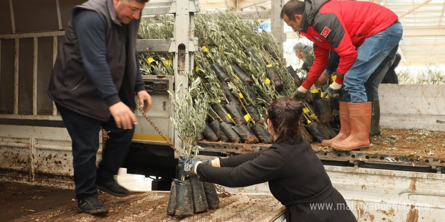 Muğla’da 20 bin zeytin fidanı toprakla buluştu