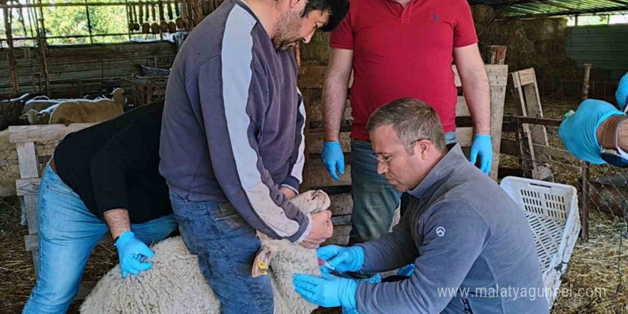 Muğla’da akabane hastalığına karşı önlemler alındı