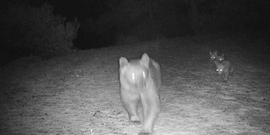 Muğla’da boz ayı, yavrularıyla görüntülendi