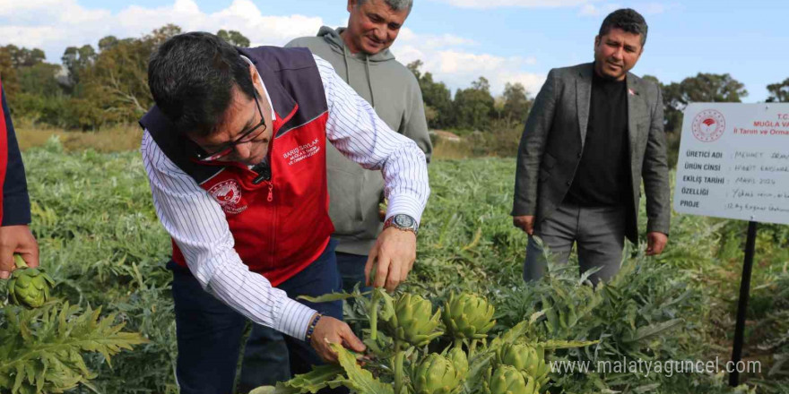 Muğla’da hedef 12 ay Enginar üretimi