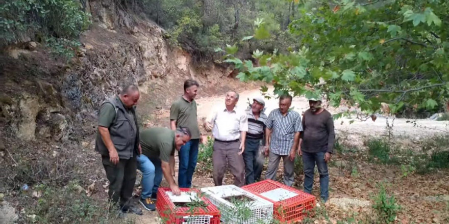 Muğla’da keklikler doğaya salındı