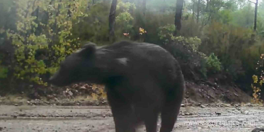 Muğla’da yaban hayatı fotokapana yansıdı