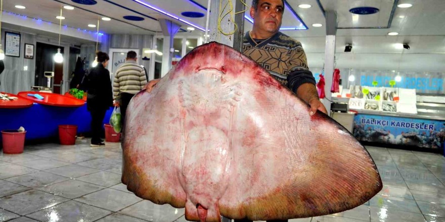 Muğla’da yakalanan dev vatoz görenleri şaşırttı