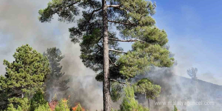 Muğla’nın Köyceğiz ilçesinde orman yangını