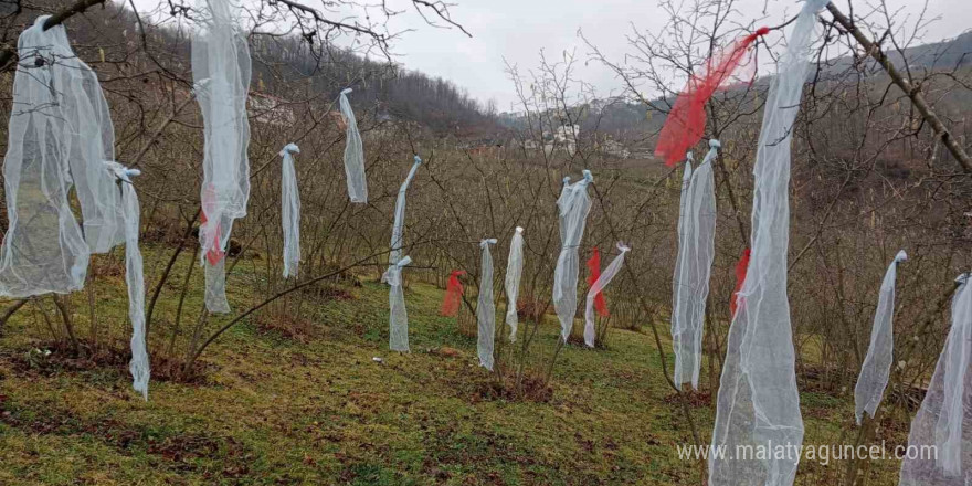 ‘Müslüman çam ağacı süsleme’ deyip, fındık bahçesini süsledi