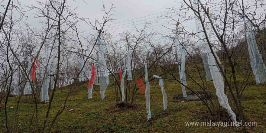 ‘Müslüman çam ağacı süsleme’ deyip, fındık bahçesini süsledi