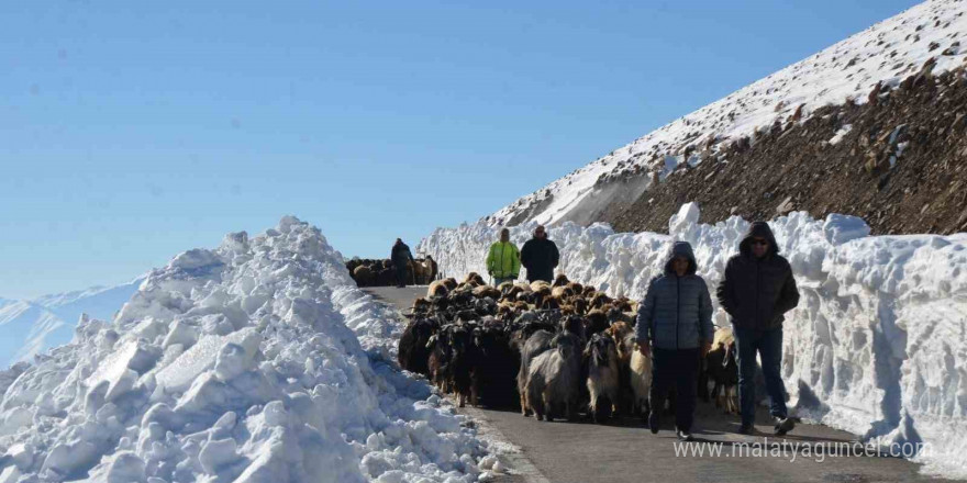 Muş’ta 2 bin koyun mahsur kaldı