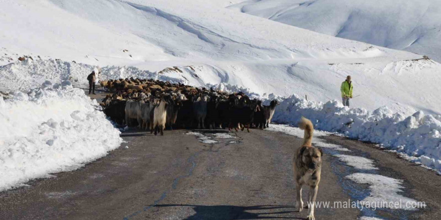 Muş’ta 2 bin koyun mahsur kaldı