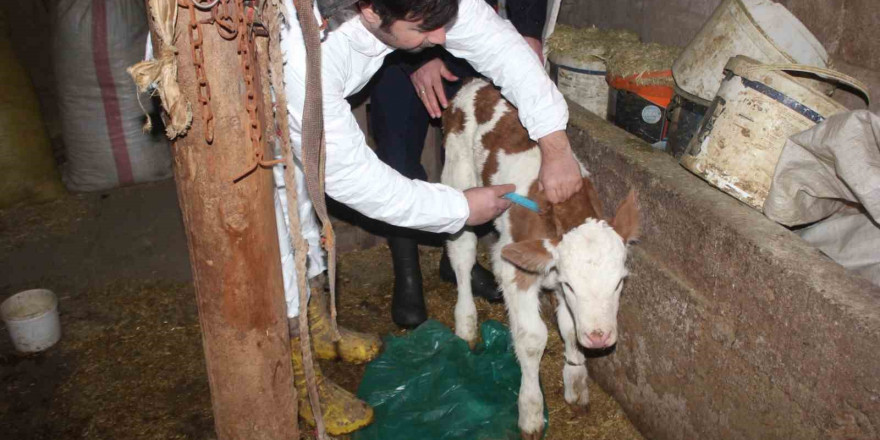 Muş’ta aşılama ile buzağı ölümlerinin azaltılması hedefleniyor