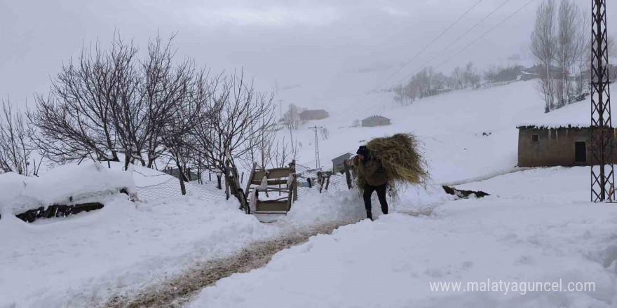 Muş’ta besiciler karla mücadeleye devam ediyor