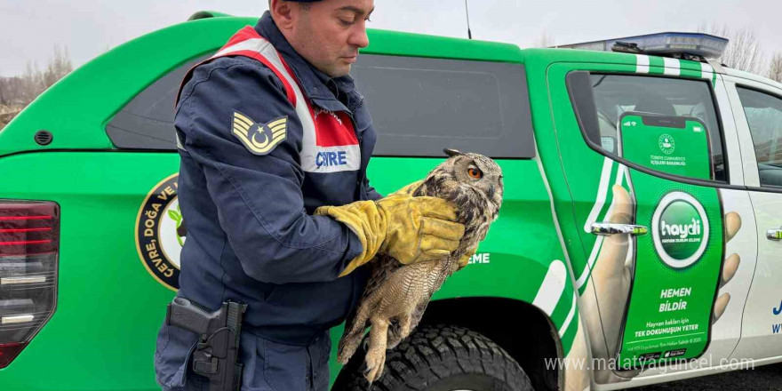 Muş’ta elektrik tellerine sıkışan puhu kuşu kurtarıldı