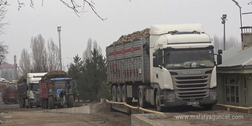 Muş’ta şeker pancarı kampanyasında rekor