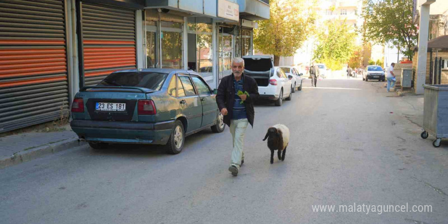 Muş’ta sıcak bir dostluk: Maşallah Aslan ve ‘Fulya’nın hikayesi yürekleri ısıttı