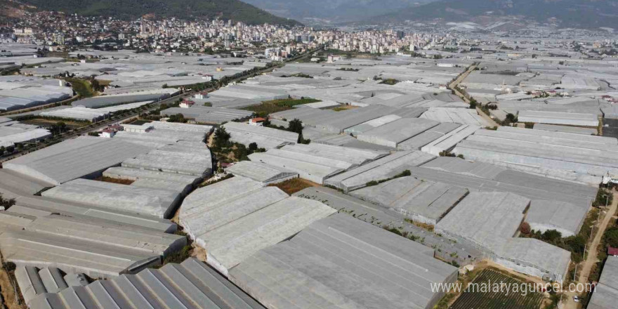 Muzun başkentinde hasat sezonu başladı: Tüketilen her iki muzdan biri Mersin’den