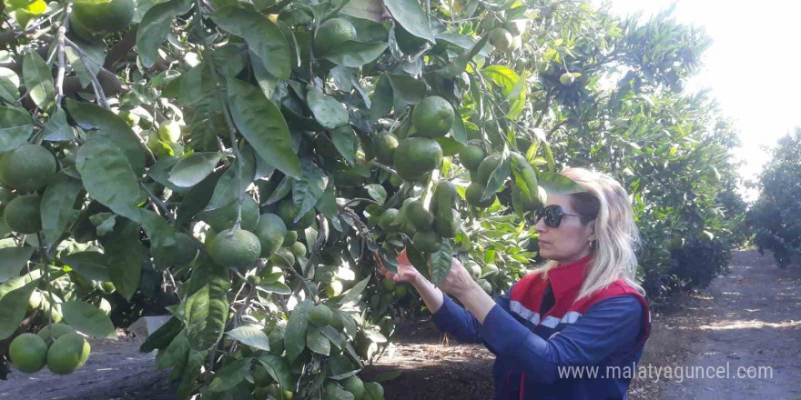 Narenciye bahçeleri kontrol edildi