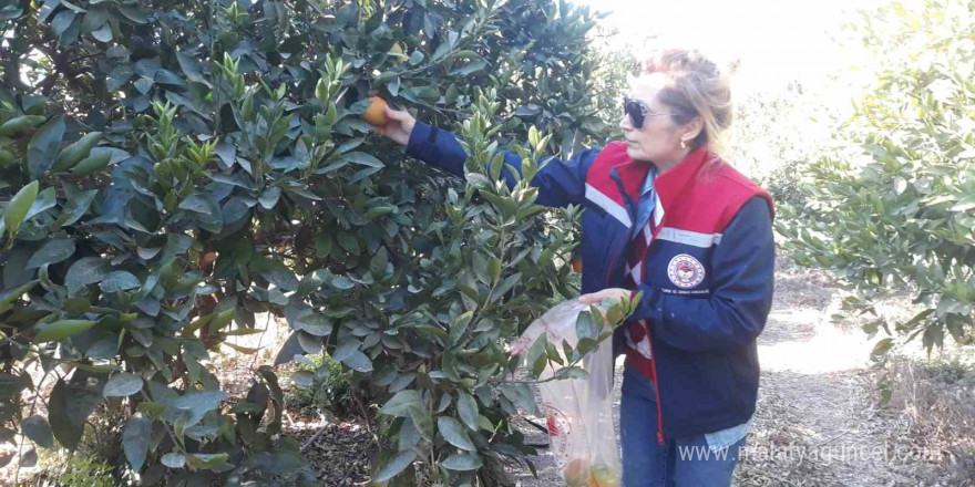 Narenciye bahçelerinde Akdeniz sineği avı