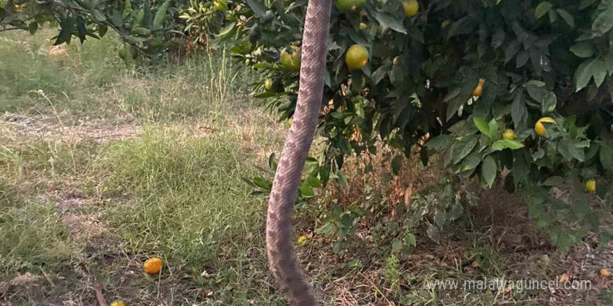 Narenciye topladığı esnada engerek ısıran çiftçi, hayata tutunmayı başardı