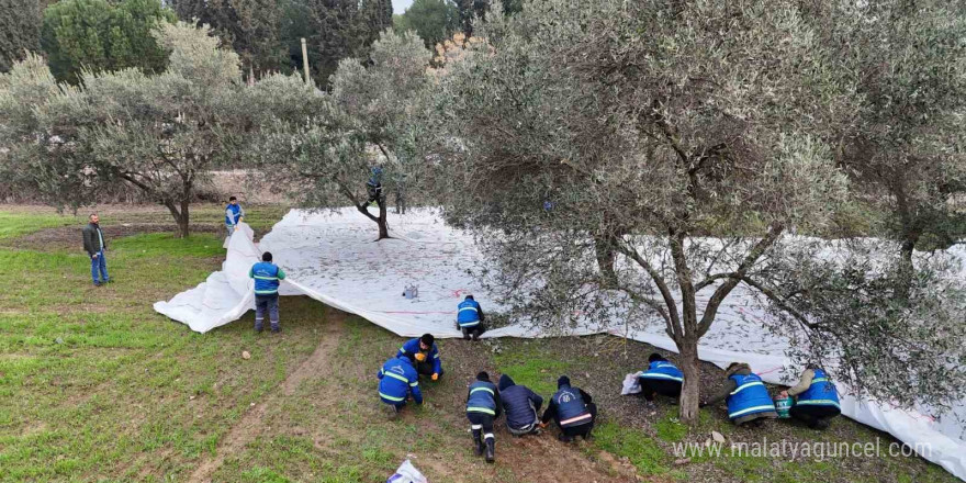 Nazilli Belediyesi’nden zeytin hasadı