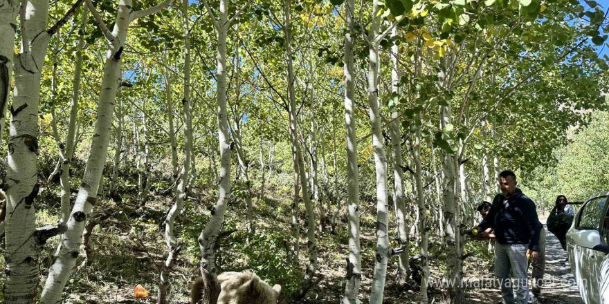 Nemrut’un maskotu bozayılar ve ekosistem tehlike altında