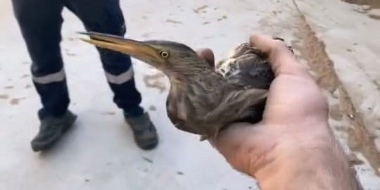 Nesli tükenmekte olan kuşu doğaya saldılar