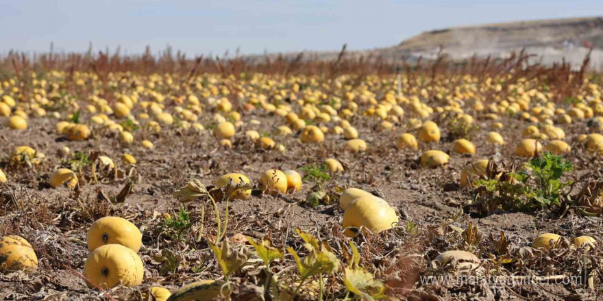 Nevşehir’de çerezlik kabak çekirdeği hasadı yapıldı