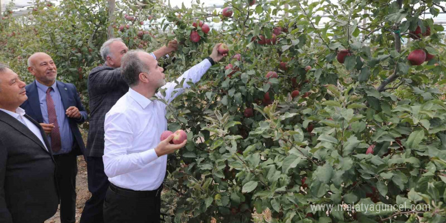 Niğde Ömer Halisdemir Üniversitesinde 200 ton elma hasadı yapıldı