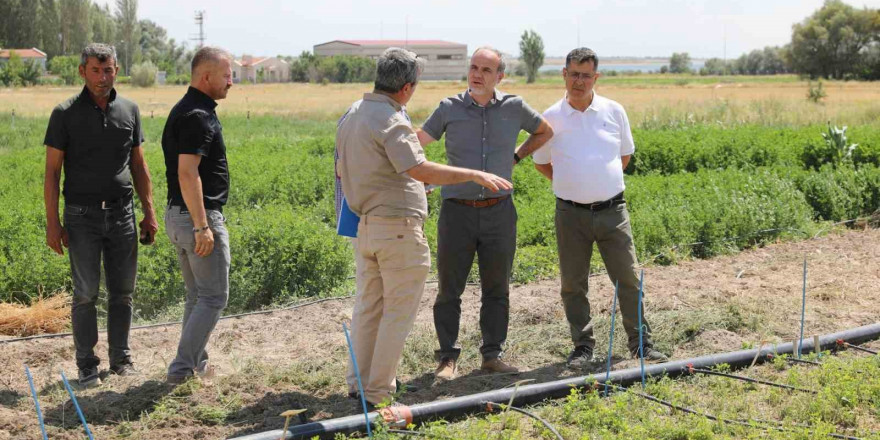 Niğde’de ‘İpek’ ismi verilen yeni yonca çeşidi geliştirildi