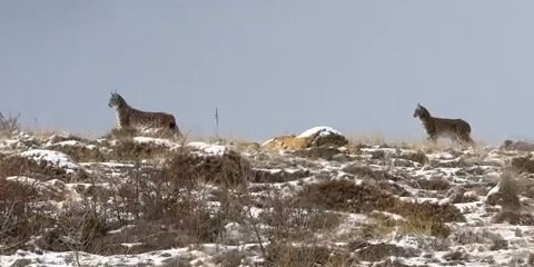 Niğde’de Nesli Tükenme Tehlikesi Altındaki Vaşak Görüntülendi