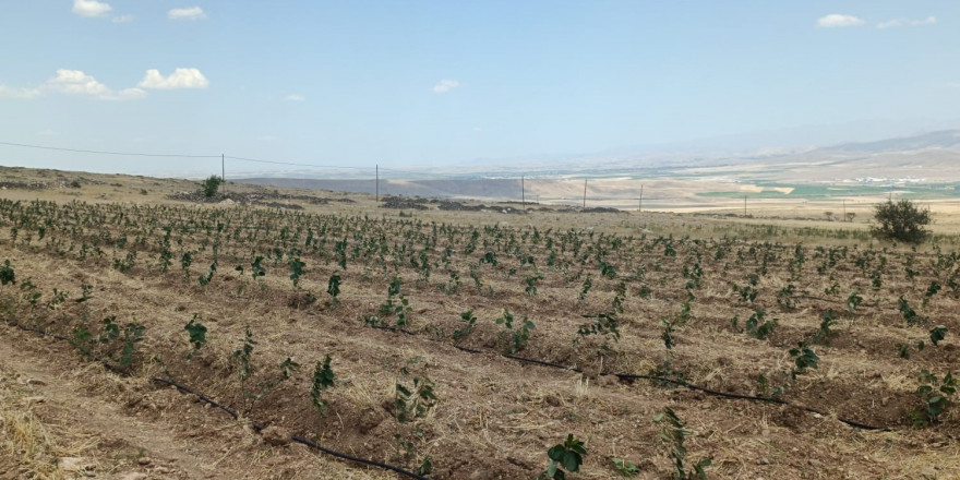 Niğde’de Tıbbi Aromatik Bitki Yetiştiriciliği Demonstrasyon Projesi hayata geçiyor