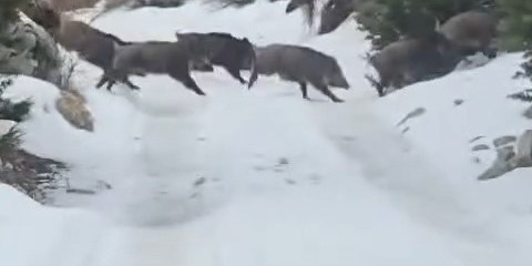 Niğde’de yaban domuzu sürüsü görüntülendi