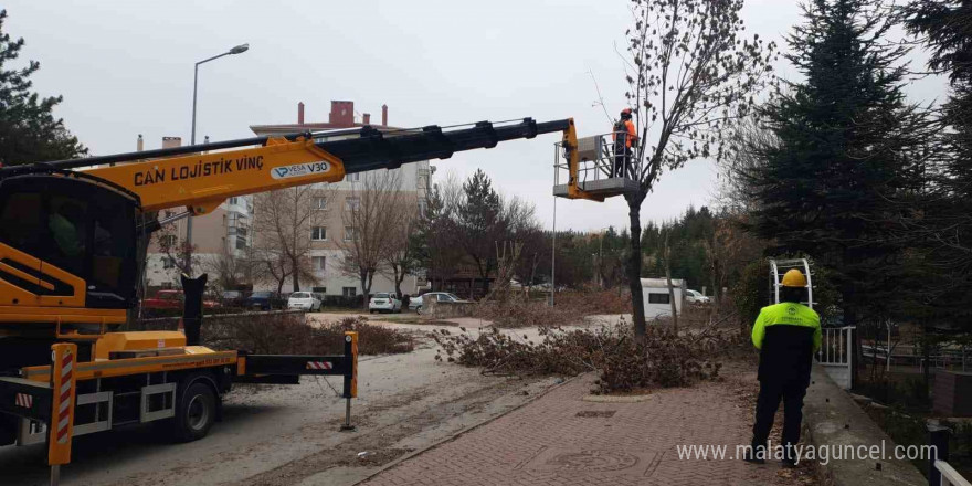 Odunpazarı’nda ağaç bakımları sürüyor