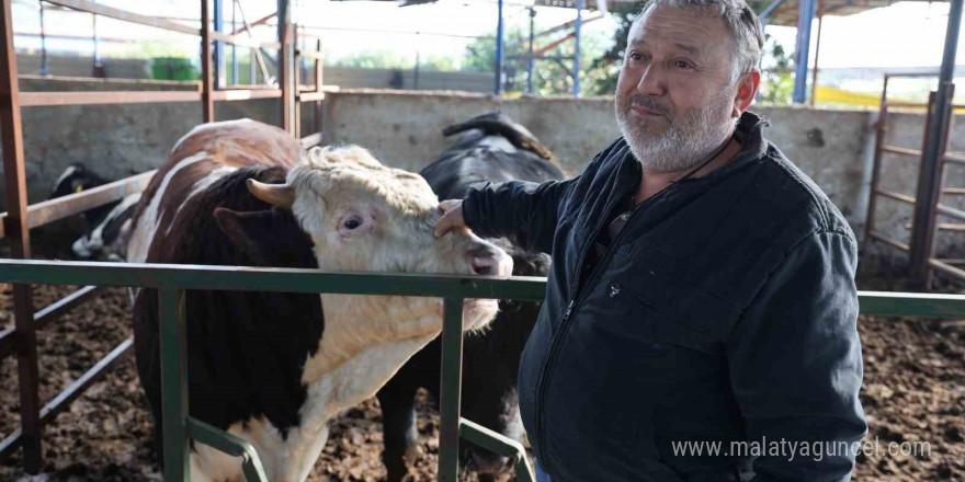 Öfkeli boğanın saldırısından sahibi canını zor kurtardı