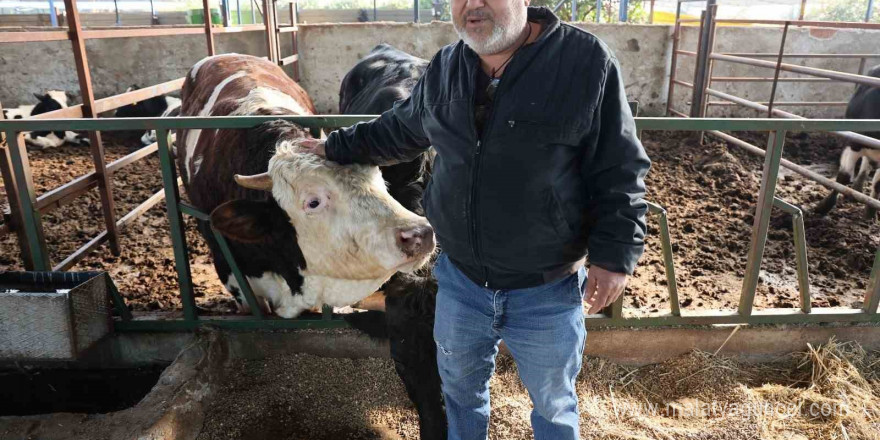 Öfkeli boğanın saldırısından sahibi canını zor kurtardı