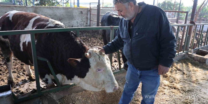 Öfkeli boğanın saldırısından sahibi canını zor kurtardı