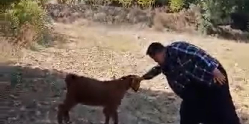 Oğlak ile oyun oynayarak keyifli anlar yaşadı