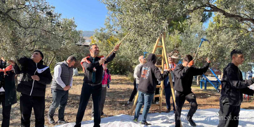 Öğrenciler okul bahçesinde zeytin hasadı yaptı