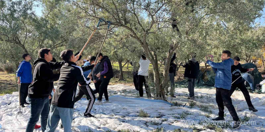 Öğrenciler okul bahçesinde zeytin hasadı yaptı