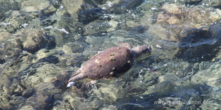 Ölü olarak bulunan caretta, dalgıçlar tarafından karaya çıkarıldı