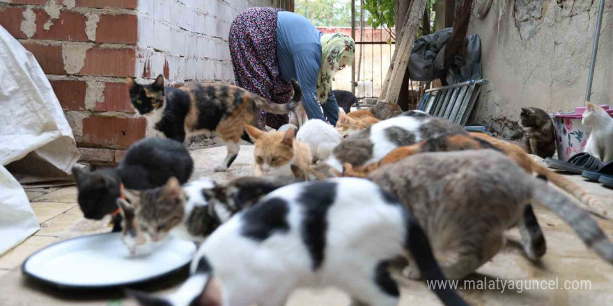 Ömrünü kedilere adadı: 11 yıldır 70 kediye bakıyor