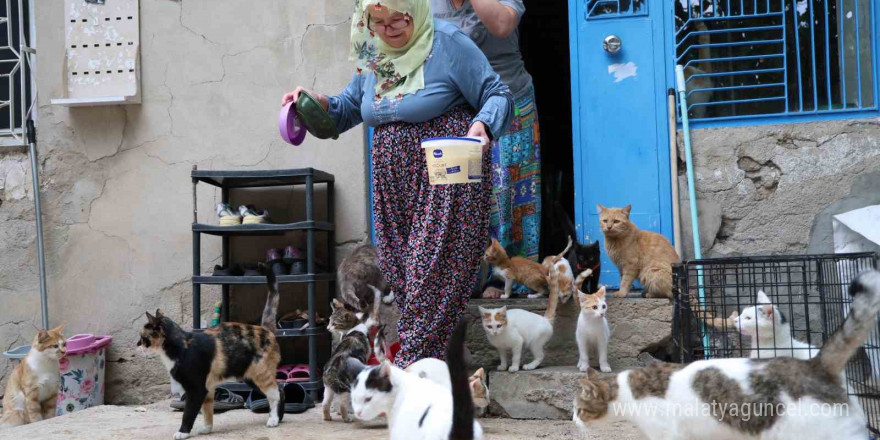 Ömrünü kedilere adadı: 11 yıldır 70 kediye bakıyor