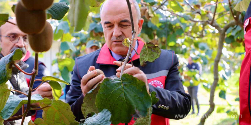 Ordu kivisi, ilin ekonomisine yaklaşık 300 milyon TL katkı sağlayacak